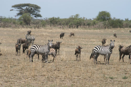 Serengeti NP