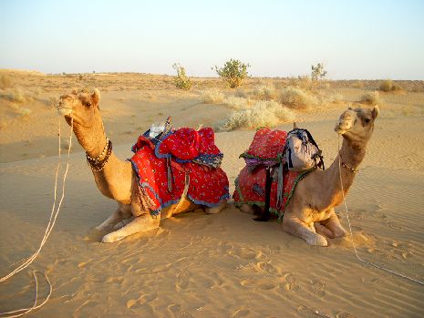 Kamele bei der Safari bei Jaisalmer