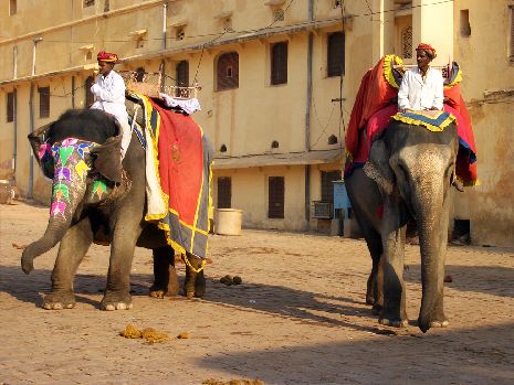 Elefanten am Amber-Fort bei Jaipur