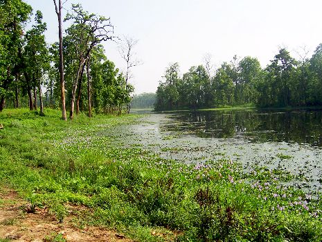 Feuchtgebiet der '20.000 Seen' beim Chitwan Nationalpark