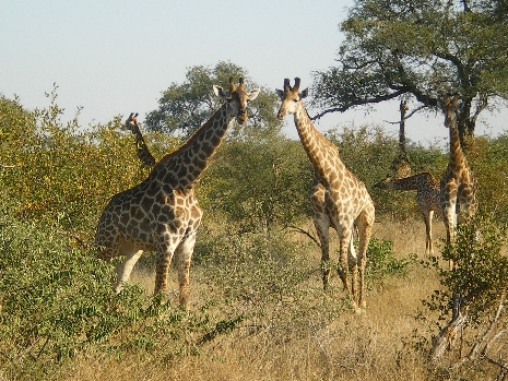 Krüger Nationalpark - Giraffen