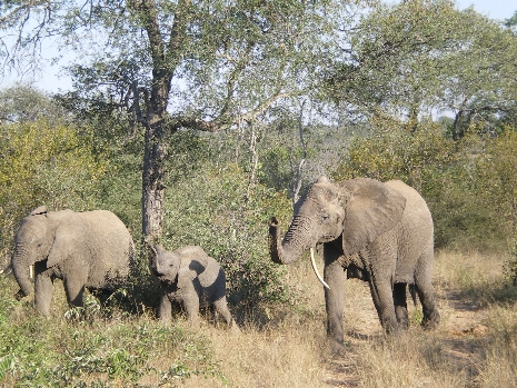 Krüger Nationalpark - Elefantenherde