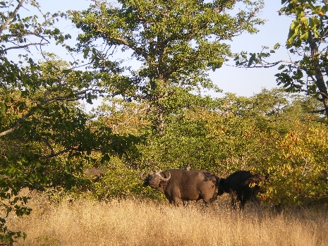 Krüger Nationalpark - Büffel aus der Ferne