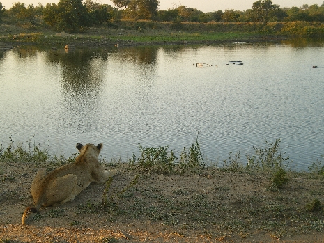 Krüger Nationalpark - Löwin am Ufer