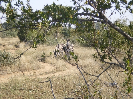 Krüger Nationalpark - Zebras