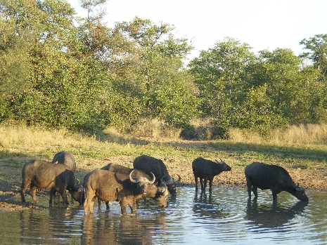 Krüger Nationalpark - Büffel im Wasserloch