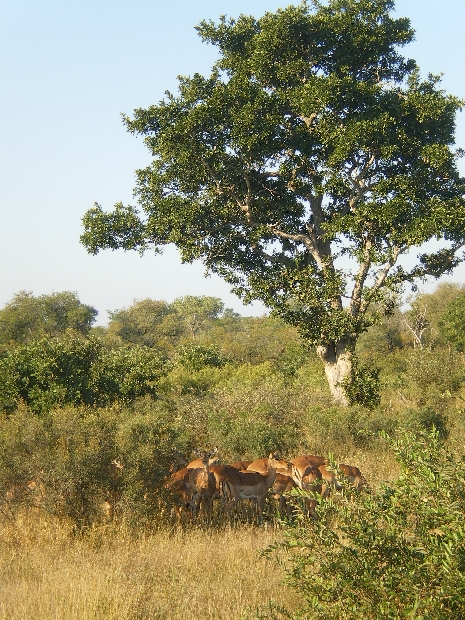 Krüger Nationalpark - Impalas 