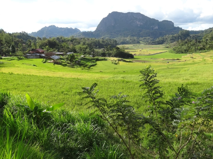 Sulawesi Toraja Hochland Reisterrassen