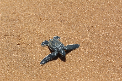 Galibi Schildkröte