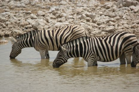 Namibia Etosha NP Zebras