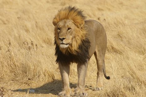 Majestätischer Löwe im Etosha Nationalpark