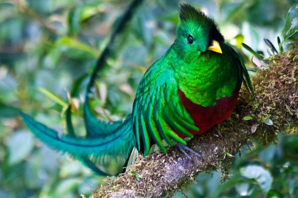 Costa Rica San Gerado de Dota Quetzal Nationalvogel