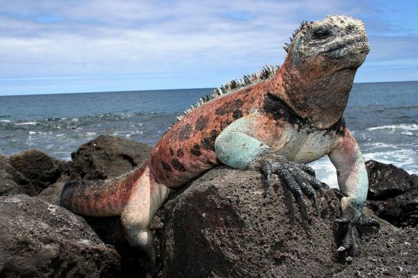 Galápagos, Meeresechse