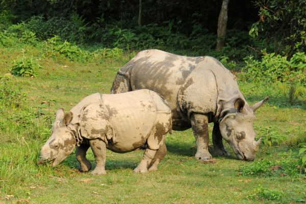 Rhino, Nashorn, Chitwan Nationalpark, Nepal