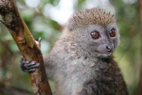 Madagaskar Ranomafana Bambuslemur