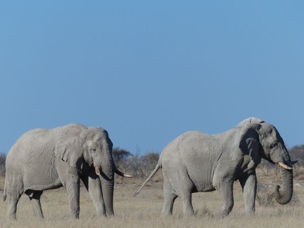Namibia Etosha Nationalpark Elefanten