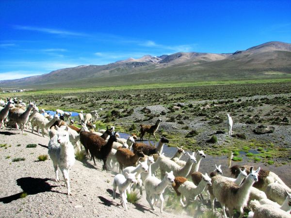 Peru, Altiplano, Alpaka