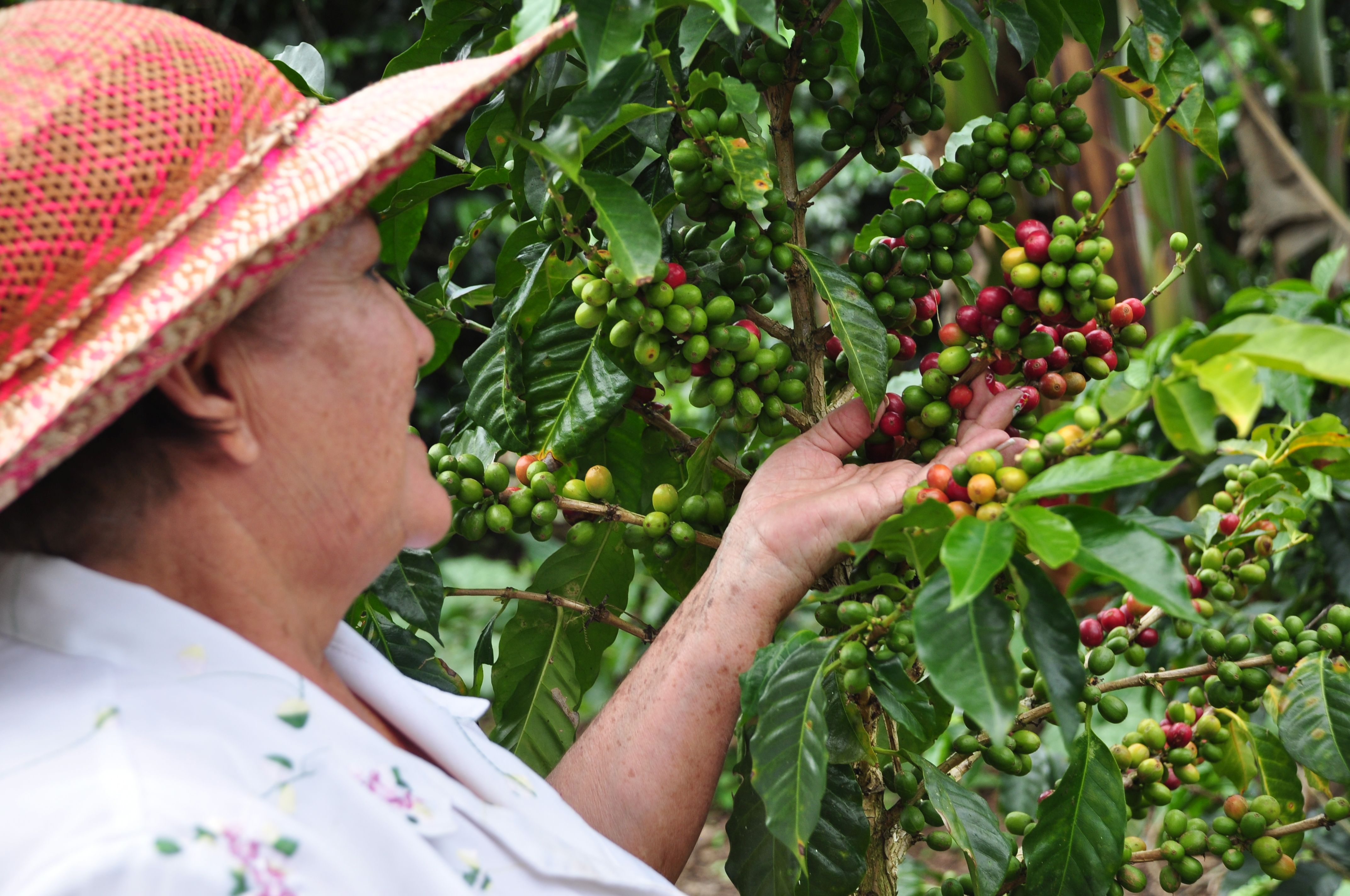 Kaffeeanbauerin, Quindio, Kolumbien