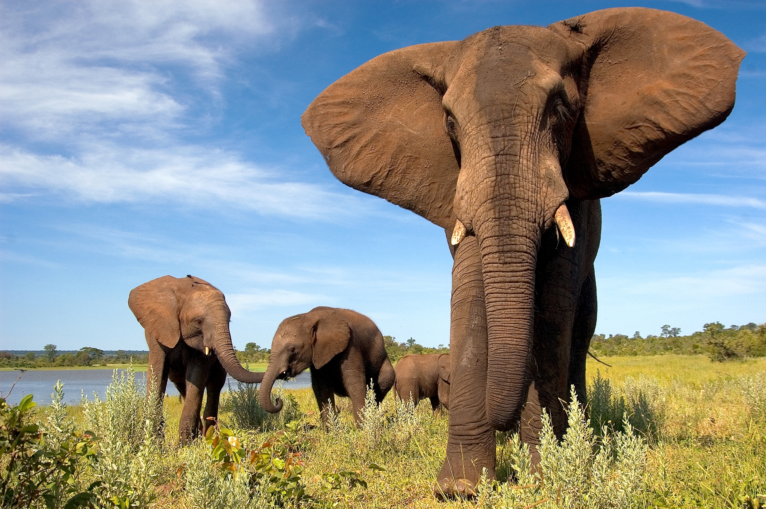 Elephant, Safari, Afrika, Family
