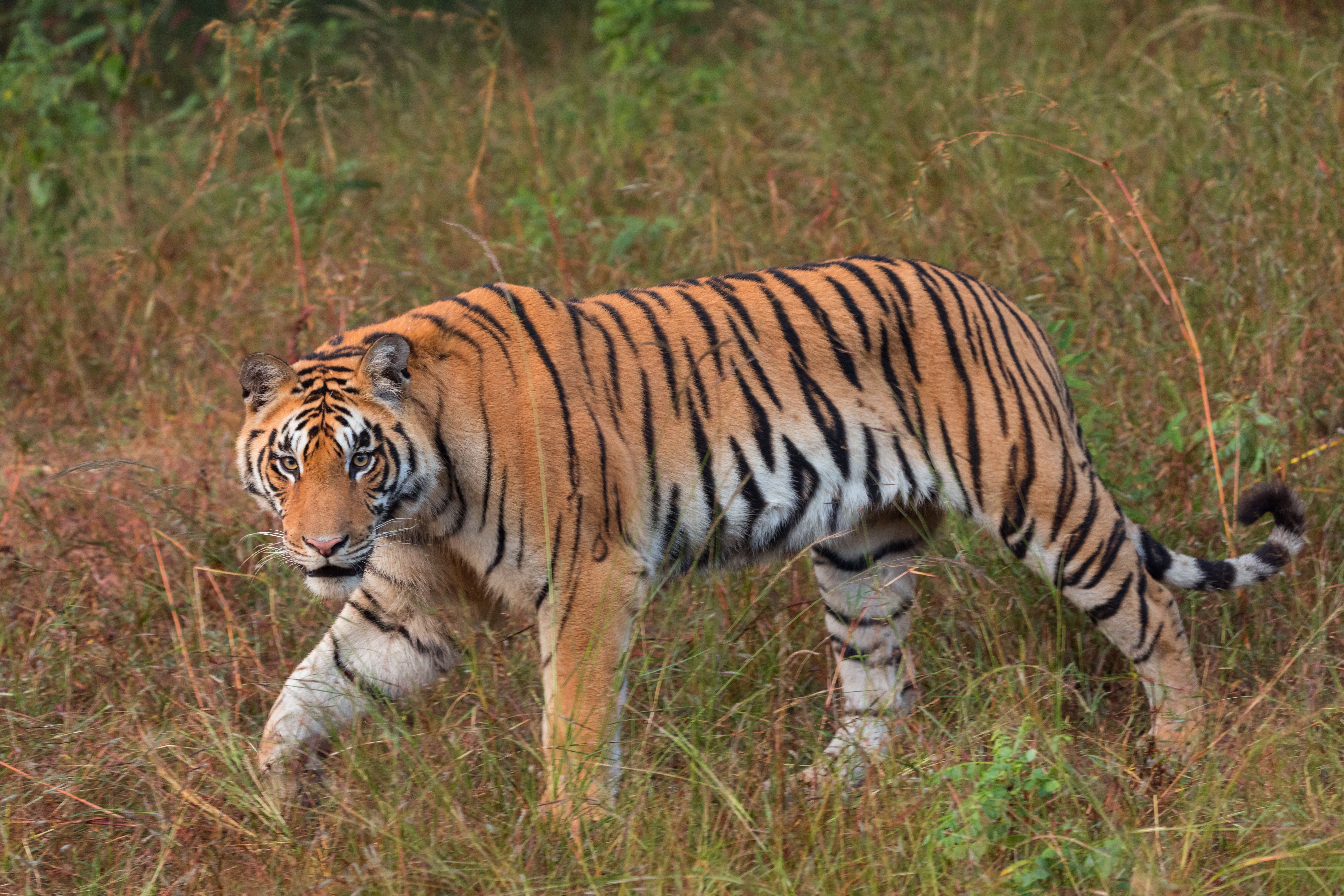 Indien Bandhavgarh Nationalpark Bengaltiger