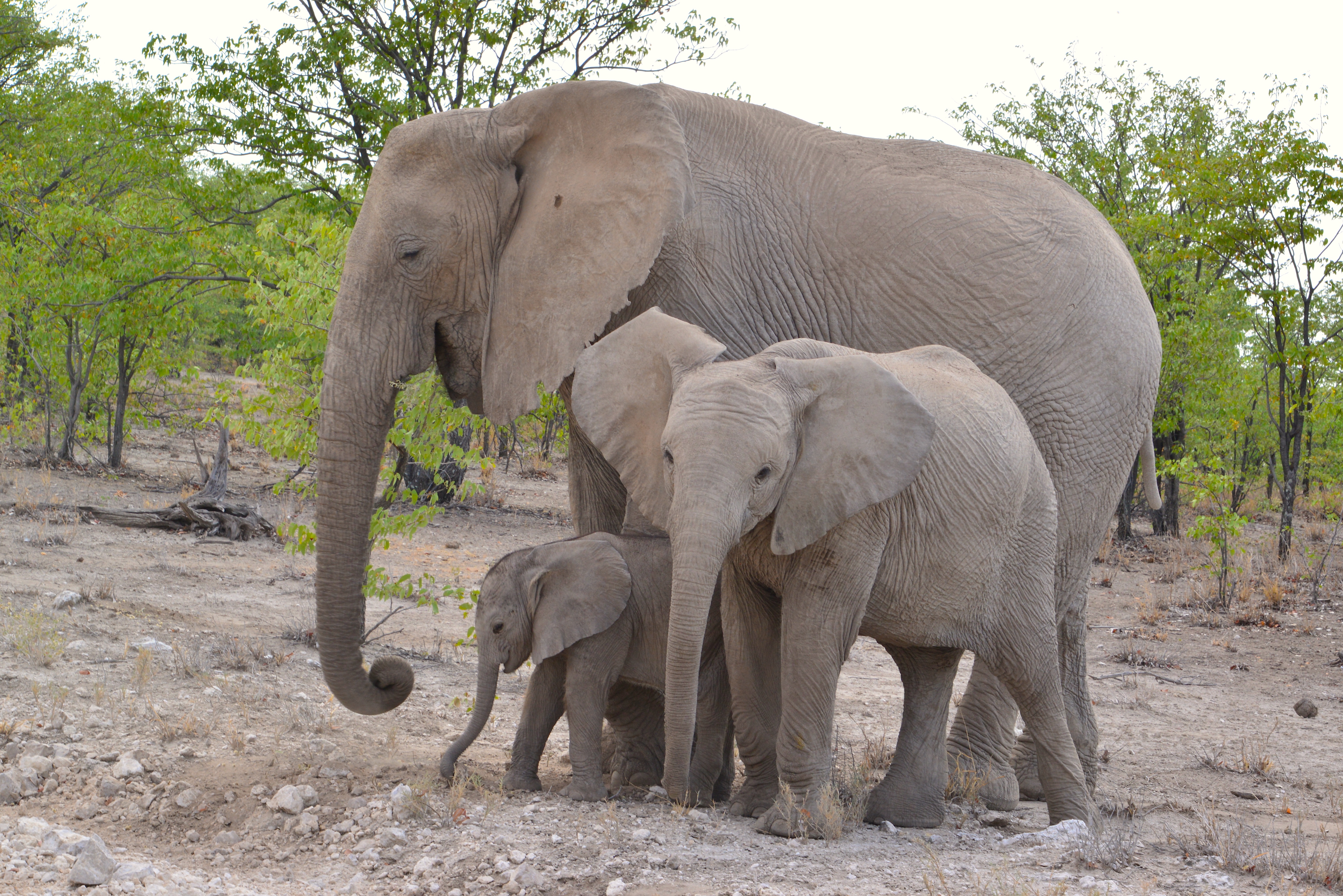 Djoser Familienreise Südliches Afrika Botswana Chobe Nationalpark Elefanten