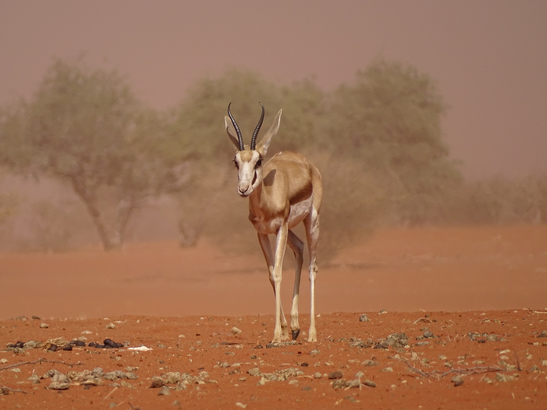 Djoser_Namibia_Kalahari WÃ¼ste_Gazelle_pixabay_foc
