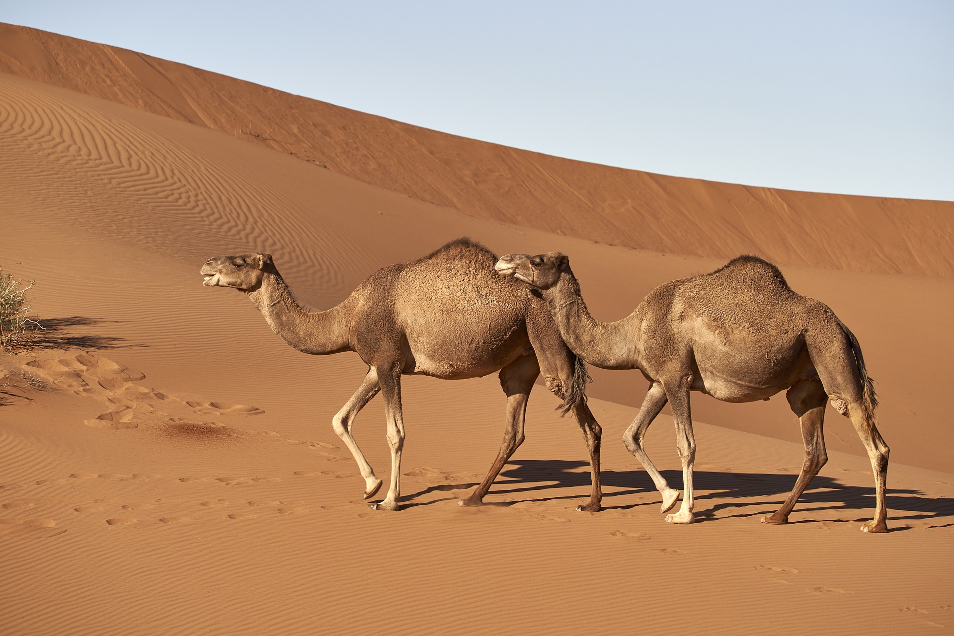 Marokko. Wüste, Marrakusch, Rundreise, Kamele