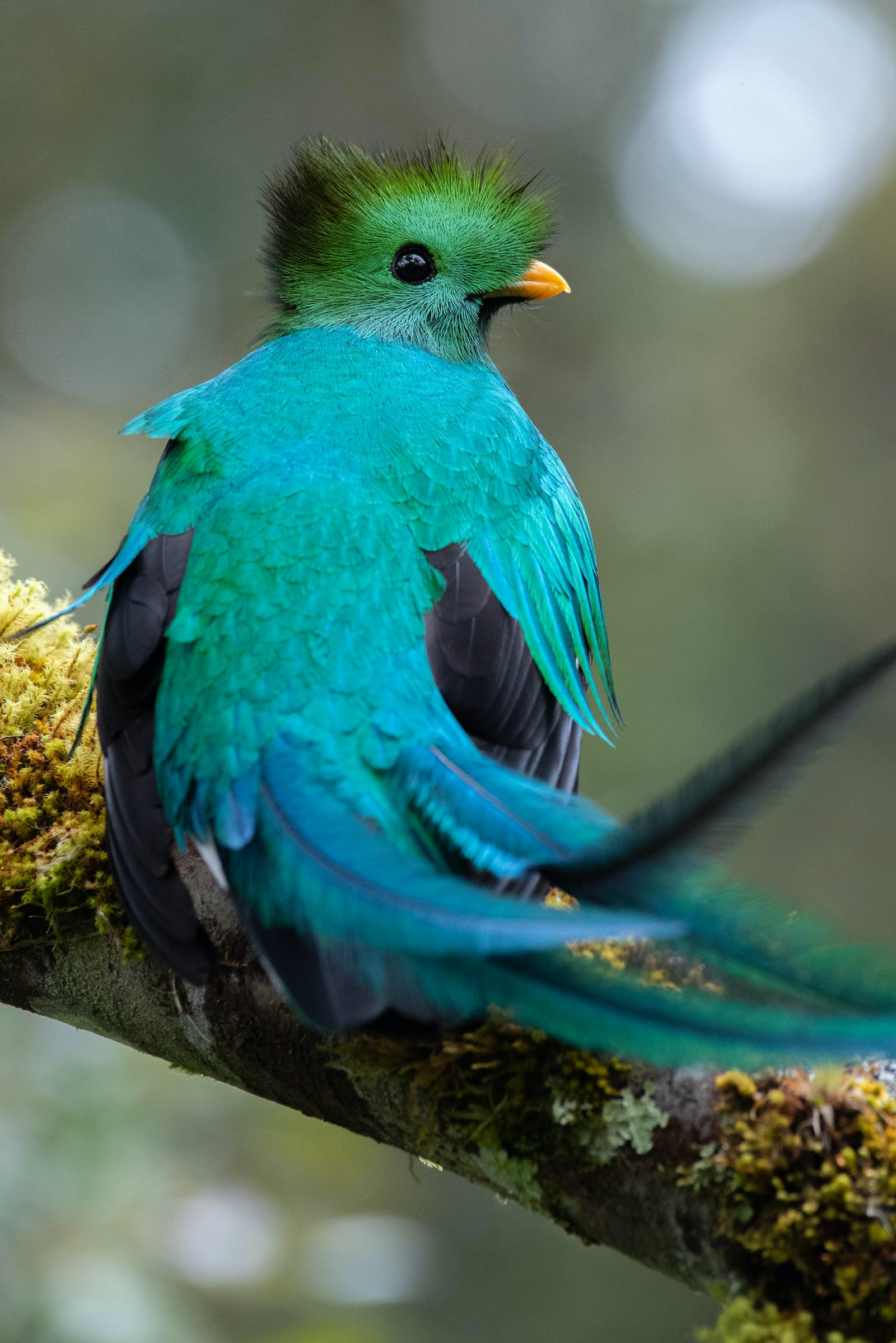 Ein knall blauer Quetzal, der auf einem Ast sitzt