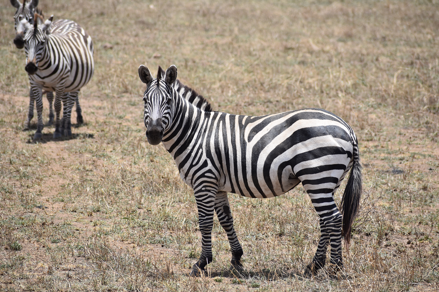 Familienreise Tansania, Tansania, Rundreise, Serengeti, Zebra 