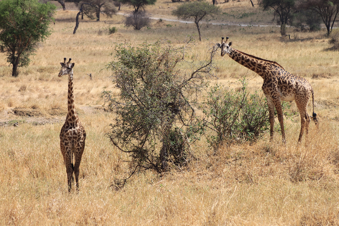 Familienurlaub Tansania, Tarangire, Giraffen