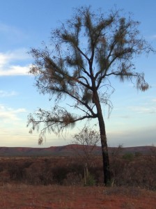 Australien_Desert Oak